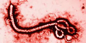 Lauth Investigations International | Tracking the Hidden Terror: Using Detectives to Fight Ebola ebola virus