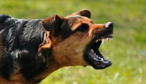 Why-Dogs-Bite-image-1080x628